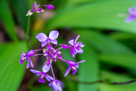 Purple orchid flower blooming in the garden with green leaf backgroundの写真素材