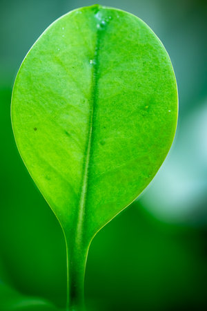 Close up of green leaf with water drop on it, Thailand.の写真素材
