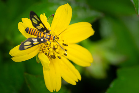 Butterfly on a yellow flower in the garden, Thailand.の写真素材