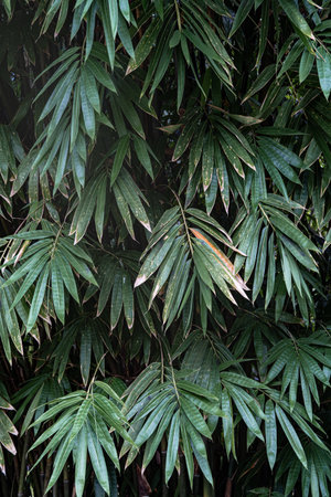 palm tree texture background in Singaore botanic garden