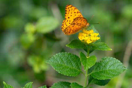 High Brown Fritillary (upperwing) beautiful butterfly with yellow lantana flower in a gardenの写真素材
