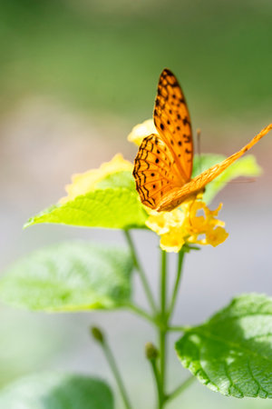 black dotted High Brown Fritillary  upperwing beautiful butterfly with yellow lantana flower in...