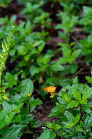 black dotted High Brown Fritillary  upperwing beautiful butterfly with yellow  flower in plant...