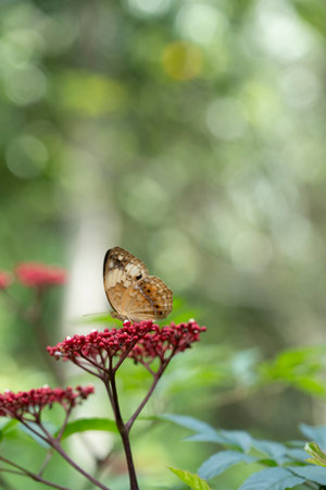 Black dotted High Brown orange color butter fly in a red flower outdoor garden sun light