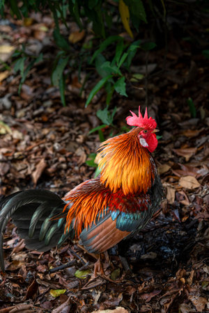 A long tailed rooster chicken is standing in the outdoor gardenの写真素材