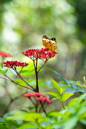 Black dotted High Brown orange color butterfly in a red flower outdoor garden sunlightの写真素材