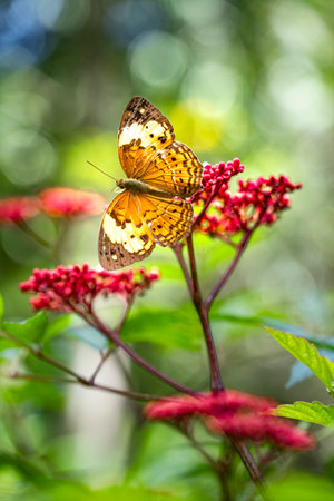 Black dotted High Brown orange color butter fly in a red flower outdoor garden sun lightの写真素材
