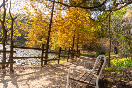 Autumn park with colorful trees and falling leaves in the parkの写真素材