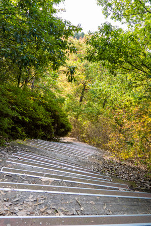 Autumn park with colorful trees and falling leaves in the park