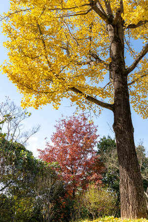 Autumn park with colorful trees and falling leaves in the park