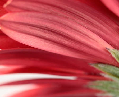 Abstract background with macro of rose.の写真素材