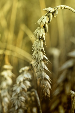 Wheat spike in the middle of a field.