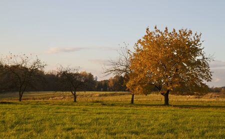 Beautiful day in autumn with golden colors of tree and grass.の写真素材