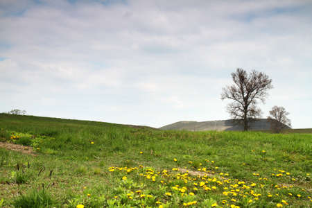 Spring background with dandelions and trees.の写真素材