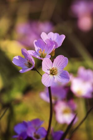 Detail of spring flowers in grass.