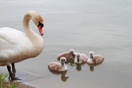 White swan family swimming on pond.の写真素材