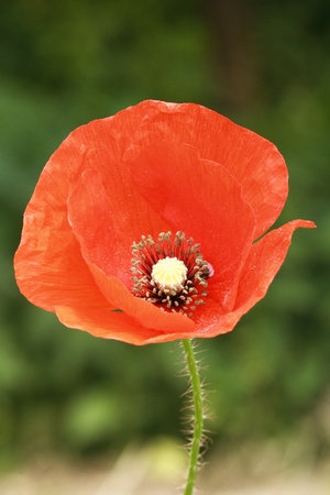 Beautiful red poppy with green background.の写真素材