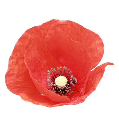 Beautiful red poppy isolated on white background.の写真素材