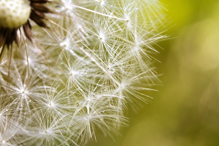Dandelion close up for background - dreaming in grass.の写真素材