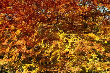 Autumn background with colored leavesの写真素材