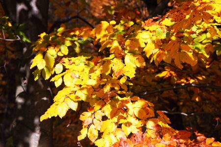 Autumn background with colored leaves.の写真素材