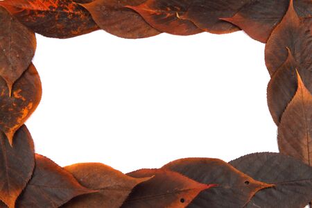 Autumn leaves background with empty white place for text.の写真素材