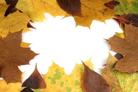 Autumn leaves background with empty white place for text.の写真素材