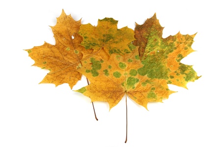 Colorful fall leaves on white background.の写真素材