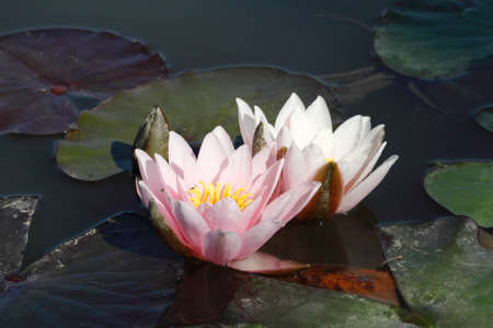 Beautiful pink water lilies on pond の写真素材