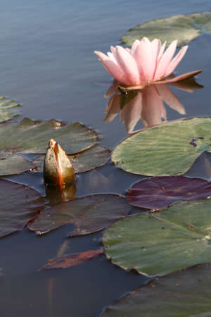 Beautiful pink water lilies on pond の写真素材