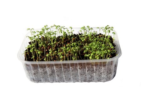 Close-up of fresh healthy green cress seeds の写真素材