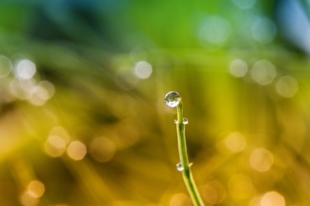 Beautiful drop of water on grass stalk の写真素材