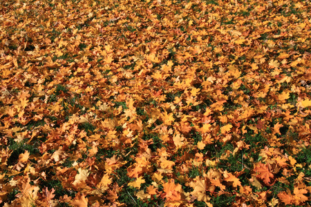 Autumn colored leaves from maple (Acer) in grass for background.の写真素材