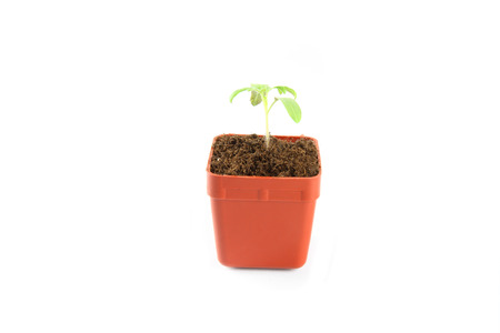 Seedling of plant of young tomato in flowerpot on white background.の写真素材