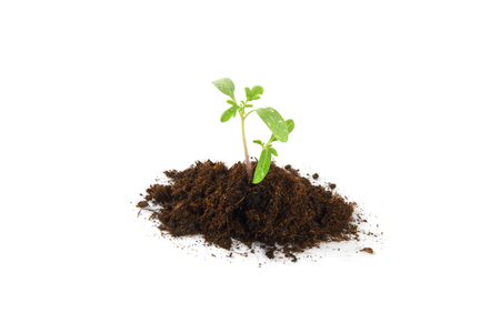 Seedling of plant of young tomato on white background with drops of water on leaves.の写真素材