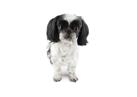 Portrait of Shih-tzu dog on white background.の写真素材