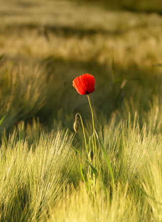 Red poppy flower in spring wheat field.の写真素材