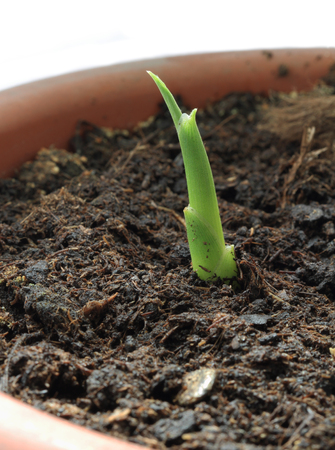 Young ginger plant growing in flower pot.の写真素材