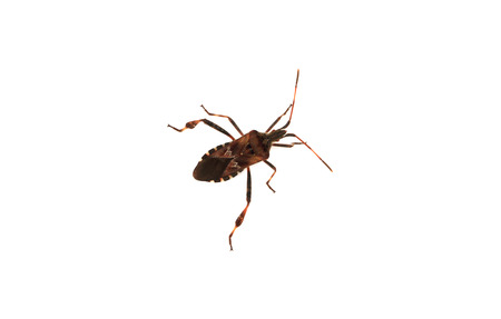 Western conifer seed bugs (leptoglossus occidentalis) on white background.の写真素材