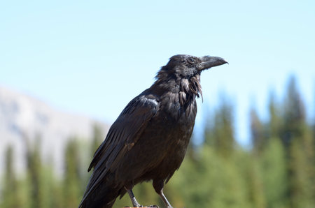 Raven in Banff Alberta Canadaの写真素材
