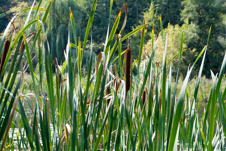 stalks of grass on the riverの写真素材