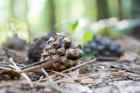 cone on wooden nature backgroundの写真素材