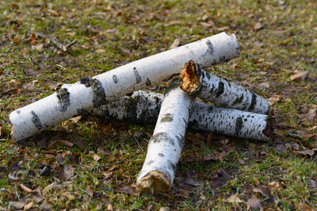 Stack of cut logs firewood from silver birch tree on grassの写真素材
