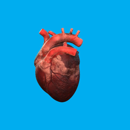 Human heart isolated on blue background. 3d render of human heartの写真素材