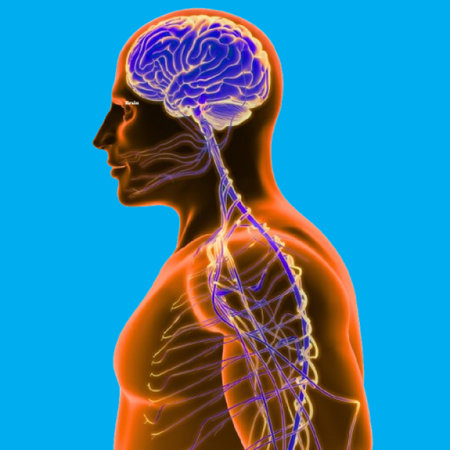 Explore the human nervous system with stunning anatomical illustration of the brain and nervesの写真素材