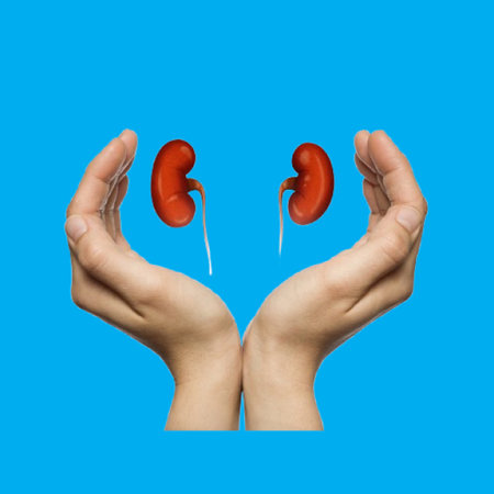 Protect your kidney health with loving care and support through healthy livingの写真素材