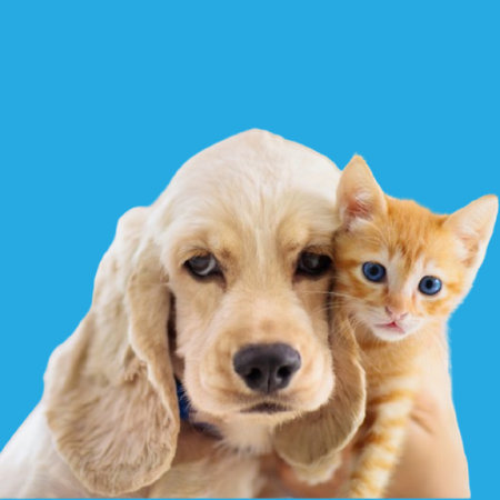 A heartwarming studio shot of a dog and kitten snuggling together on a bright blue background,...