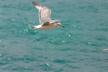 Seagull flying above the waterの写真素材