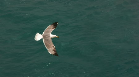 Seagull flying above the waterの写真素材