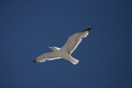 A seagull is flying in the sky.の写真素材